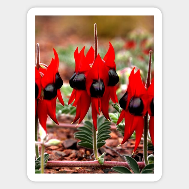 Spring in the Outback: Sturt's Desert Pea Sticker by Carole-Anne